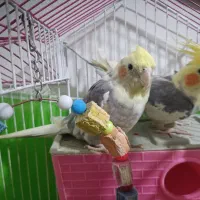 عروس هلندی فروشی