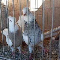 اندکا سیتی|پرنده|اندیکا, |دیوار