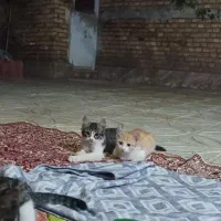 بچه گربه
