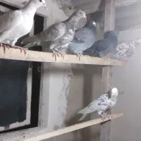 کبوتر|پرنده|قدس, شهرقدس|دیوار