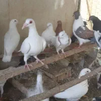 کبوتر پلاکی وکینگ و هومر و طوقی|پرنده|اصفهان, کلمه خوران|دیوار