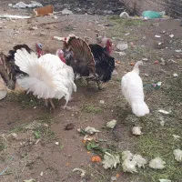 ۵ عدد بوقلمون رسمی جوان|حیوانات مزرعه|قم, جمکران|دیوار