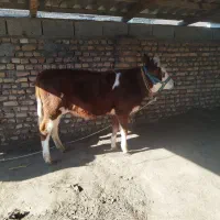 گوساله ماده چاق هیکل درشت|حیوانات مزرعه|گمیشان, |دیوار