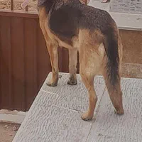 سگ ژرمن|سگ|تاکستان, |دیوار