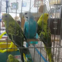 مرغ عشق نر و ماده و دو عدد جوجه|پرنده|صدرا-فارس, فاز ۲|دیوار