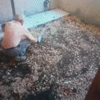 استا بنا  همه کاره