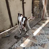 2عدد بز ماده