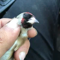 نشان دار لکو پیس سیاه سهره|پرنده|اردبیل, |دیوار