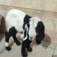 بزغاله 15روزه