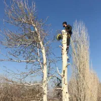 خریدار چوب هرس برش درخت باغبانی خرید چوب هیزم