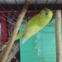 طوطی ، مرغ عشق|پرنده|کرج, برغان|دیوار