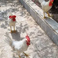 خروس سفید