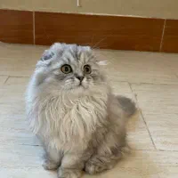 گربه|گربه|شیراز, نارنجستان|دیوار