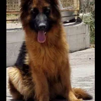 سگ ژرمن نرو ماده اصیل