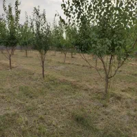 باغچه 1000متر با برق و دیوارکشی جاده طلاتپه|فروش زمین و ملک کلنگی|ارومیه, |دیوار