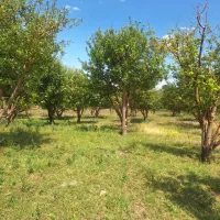 زمین-وباغ20هکتاری-براتوبان-زنجان-تبریز