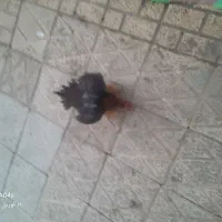 کوشامویالاری مینیاتوری