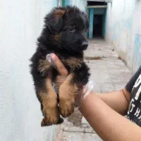 ۵ تا سگ خارجی ژرمن شپرد از بزرگ تا کوچیک|سگ|تهران, لویزان|دیوار