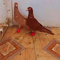 کبوتر سرخ زرد|پرنده|مشهد, کوی دروی|دیوار