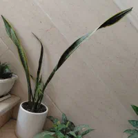 گل طبیعی آپارتمانی سالم سرحال سرحال