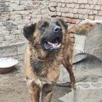 سگ نگهبان|سگ|نیشابور, باغ نو|دیوار