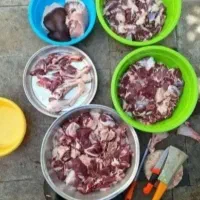 گوسفند شیشک نزاییده بره نر کوهی با ذبح اسلامی|حیوانات مزرعه|قم, زنبیل آباد|دیوار