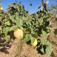 زمین باغ و خانه ویلایی در شهرستان شازند|فروش خانه و ویلا|شازند, |دیوار