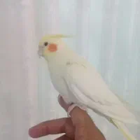 عروس هلندی ومرغ عشق