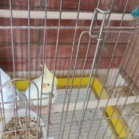 یک جفت عروس هلندی مولد،تضمینی