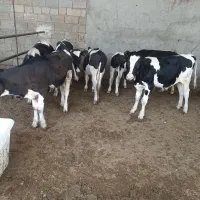 گوساله نر