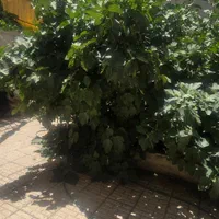 فروش ویلایی دو طبقه مجزا