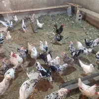 تخم مرغ گلین نطفه دار|حیوانات مزرعه|قم, آزادگان|دیوار