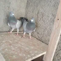 کبوترپلاکی|پرنده|تهران, جوادیه تهرانپارس|دیوار