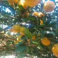 تامسون سر درختی