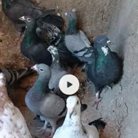 سبز پلاکی چارده عدد