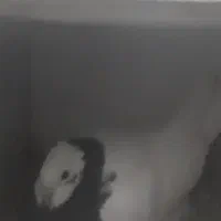 پرنده|حیوانات|بافق, |دیوار