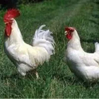 مرغ خروس قربانی سیاه سفید مشکی ارسال سراسر تهران|حیوانات مزرعه|تهران, ستارخان|دیوار