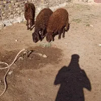 بره نر