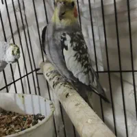 یک جفت عروس هلندی بالغ|پرنده|ماهدشت, |دیوار