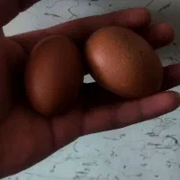 مارانس و الیوراگر (نژادی با تخم زیتونی رنگ)