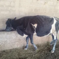 گاو سالم وخوش خوراک