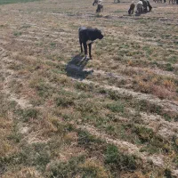 سگ گله|سگ|شیرینسو, |دیوار