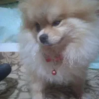 پامرین عروسکی بسیار زیبا|سگ|رشت, کوی حسینی|دیوار