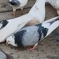 کفتر شازده گمشده