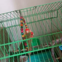 کوتوله برزیلی مولد|پرنده|ری, شهادت|دیوار