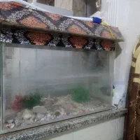 اکواریوم