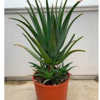 گل شاخ بزی