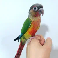 گیرینچیک|پرنده|خمین, |دیوار