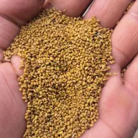 بذر یونجه همدان محلی ومرغوب  فروش  عمده وخرده|خدمات باغبانی و درختکاری|قشلاق دشت, |دیوار