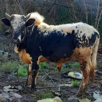 ورزا کوله چالوسی ۱ ساله عروسک